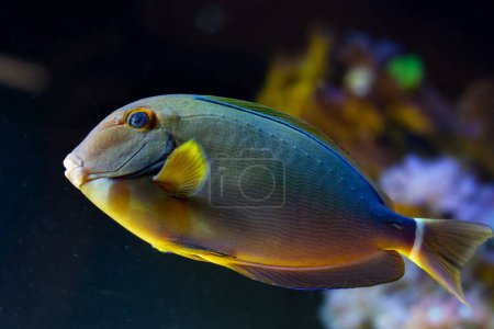 Photo for Young black surgeonfish active swim, side view with barbs in reef marine aquarium, big rare demanding species require professional aquarist care, popular pet in LED blue light, dark blur background - Royalty Free Image