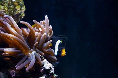 Photo for Clark's anemonefish hide in bubble tip anemone, fluorescent animal move tentacles and protect tender fish, stone reef marine aquarium require professional, LED blue low light, free space header image - Royalty Free Image