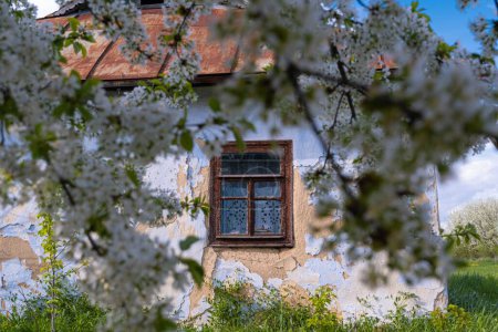 Téléchargez les photos : Soviet era clay country house wall and window, blurred sweet cherry branch in generous blossom in spring sunshine, desolation mood, traditional folk architecture, rural tourism and history exploration - en image libre de droit