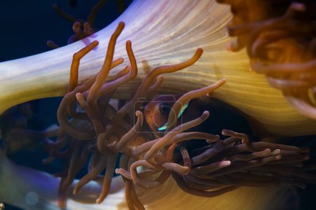 Téléchargez les photos : Tomato clownfish hide in bubble tip anemone, fluorescent predator animal move tentacles in flow and protect fish, symbiotic coexistence in nano reef marine aquarium, live rock design, LED low light - en image libre de droit
