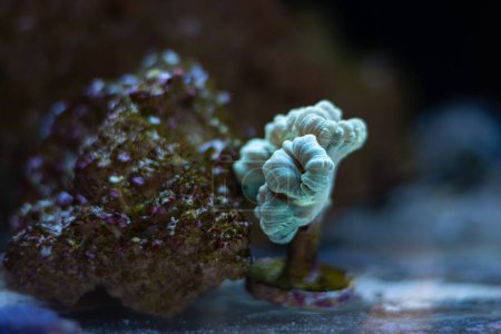 Téléchargez les photos : Polyp of healthy candy cane coral, animal propagation in nano reef marine aquarium, LED actinic blue light, live rock ecosystem, popular pet for beginner aquarist, shallow dof, glass refraction effect - en image libre de droit