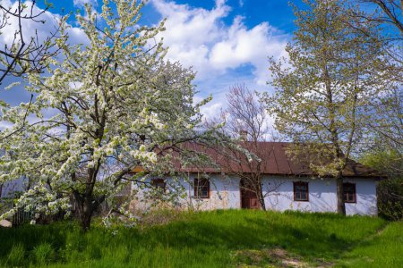 Téléchargez les photos : Soviet era cosy clay country house facade, wall, roof and window, sweet cherry tree in generous blossom, desolation nostalgia mood, traditional folk architecture, rural tourism and history exploration - en image libre de droit
