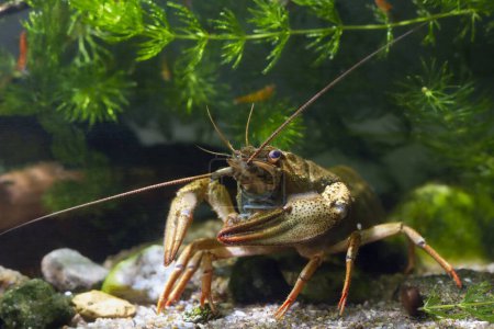 Téléchargez les photos : Narrow-clawed crayfish with big claw walk on sand gravel substrate, planted biotope aquarium, wild caught domesticated freshwater species, highly adaptable invasive predator, shallow dof dark background - en image libre de droit