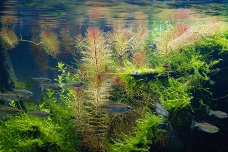 figura tetra Congo borrosa nadar en ryoboku aquascape, Amano y holandés estilo plantado aquadesign, brillante luz led color vivo, cuidado profesional de la planta acuática, explorar concepto de equilibrio de la naturaleza