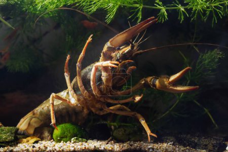 Photo for Danube crayfish female big claw in threaten pose, hornwort vegetation coldwater biotope aquarium, wildcaught domesticated highly adaptable species, invasive freshwater inhabitant, disorder design - Royalty Free Image