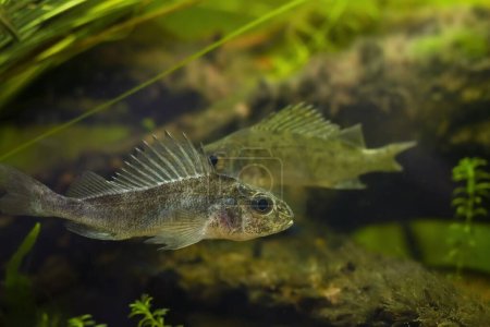 Photo for Captive domesticated young Eurasian ruffe, careful and frightful wild small freshwater fish, omnivore coldwater species in European river biotic biotope aquarium, low light mood, blurred background - Royalty Free Image