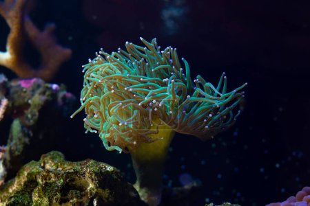 Téléchargez les photos : Torche corail mouvement long tentacule vert à fort débit et la chasse pour la nourriture planctonique, nano récif aquarium marin, animal de compagnie populaire pour débutant croître dans la lumière bleue actinique LED, bel écosystème rocheux vivant - en image libre de droit