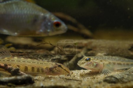 Photo for Wild monkey goby on sand bottom, dangerous species of dwarf freshwater fish, Southern Bug river endemic, biotope aquarium, blurred figure of spined loach and bitterling, low light mood, shallow dof - Royalty Free Image