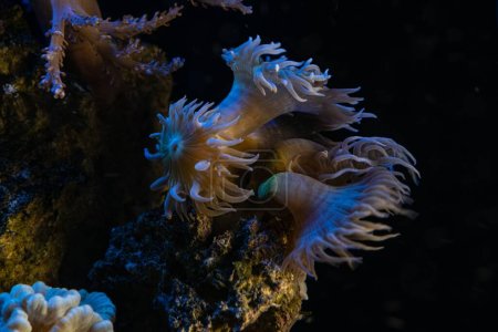 Téléchargez les photos : LPS duncan corail polyp plug glow in LED blue light on frag, torche corail move tentacle in flow, aquarium marin rocher nano récif vivant, animal de compagnie populaire pour aquariophilie débutant, dof peu profond, humeur relaxante - en image libre de droit