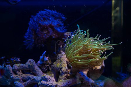Photo for Torch coral animal move tentacle in flow, hunt for food, LPS duncan coral glued to frag plug, live rock nano reef marine aquarium, popular pet for beginner glow in LED blue light mood, shallow dof - Royalty Free Image