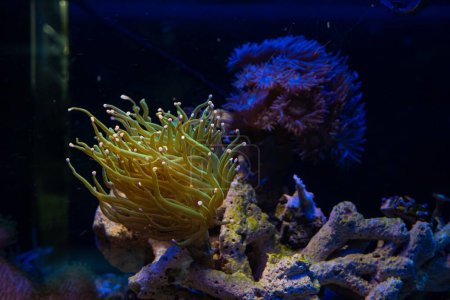 Photo for Torch coral move tentacle in flow, hunt for food and sting, LPS duncan coral glued to frag plug, live rock nano reef marine aquarium, popular pet for beginner glow in LED blue light mood, shallow dof - Royalty Free Image