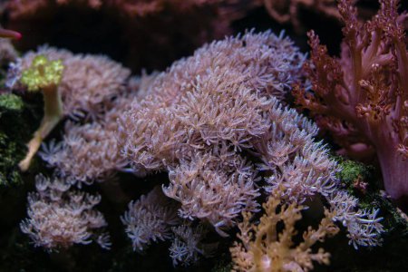 Photo for Pulsing xenia soft coral, frag colony move tentacles in strong flow, live rock nano reef marine aquarium, LED blue light, coral farm, popular pet for beginner aquarist, shallow dof, glass refraction - Royalty Free Image