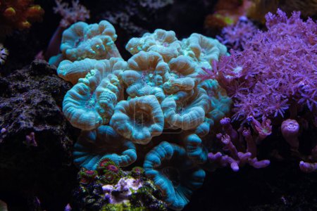 Téléchargez les photos : Canne à bonbons et pulsation de xénie corail mou, propagation de fragment de polype dans l'aquarium marin nano récif, lumière bleue LED, écosystème de la ferme de corail, animal de compagnie populaire pour aquariophilie débutant, dof peu profond, réfraction du verre - en image libre de droit