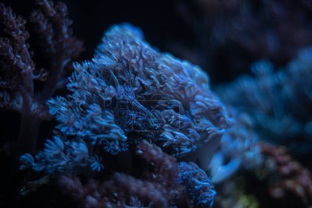 Photo for Pulsing xenia soft coral colony move tentacles in strong flow, live rock stone nano reef marine aquarium, LED blue light, coral farm, popular pet for beginner aquarist, shallow dof, glass refraction - Royalty Free Image
