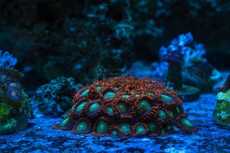 Photo for Ice and fire zoanthus colony, fluorescent soft polyp grow on bottom of nano reef marine aquarium, popular pet species shine in blue LED low light, commercial coral farm cultivation, expensive hobby - Royalty Free Image