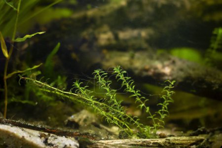 Téléchargez les photos : Canadian waterweed vegetation and spirogyra green algae in strong flow, recherche scientifique sur la coexistence d'espèces d'eau froide cosmopolites dans un aquarium européen de conception de biotopes fluviaux, LED low light - en image libre de droit