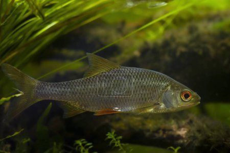 Photo for Common roach, captive wild freshwater fish side view, biotope European temperate river design aquarium, highly adaptable coldwater aquatic plant species, LED low light, shallow dof, blurred background - Royalty Free Image
