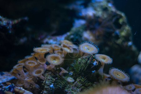 Téléchargez les photos : Bouche verte colonie de polypes de lune se déplacent dans le courant fort, animal fluorescent, fond de pierre coquina, animal de compagnie populaire dans la lumière bleue LED faible, espèces exigeantes pour professionnel, nano récif aquarium marin - en image libre de droit