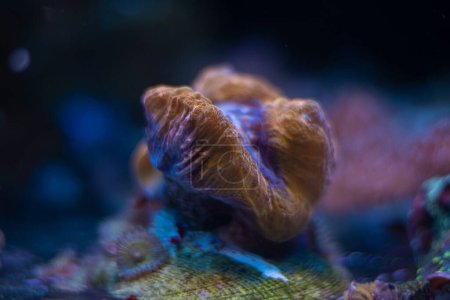 Téléchargez les photos : Solitaire LPS lobed brain coral stress, animal dans la conception de l'écosystème rocheux vivant, animal de compagnie pour aquariophilie expérimentée brillance fluorescente en LED bleu faible lumière, nano récif aquarium marin, culture de la ferme de corail - en image libre de droit