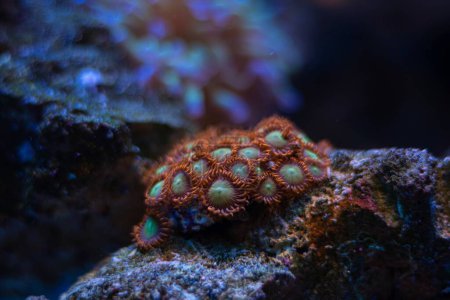 Photo for Healthy zoanthus colony, fluorescent soft polyp grow on frag plug, animal in live rock ecosystem, nano reef marine aquarium bottom, popular pet species, blue LED low light, coral farm cultivation - Royalty Free Image