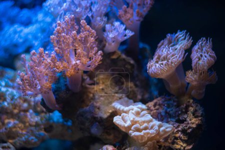 Téléchargez les photos : Canne à sucre, xénie pulsante, corail mou duncan, propagation de fragment de polype fluorescent, écosystème rocheux vivant dans l'aquarium marin de récif nano, lumière bleue LED, écosystème de ferme de corail, animal de compagnie populaire pour aquariophilie - en image libre de droit