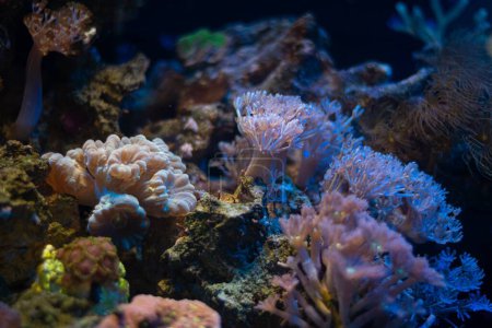 Téléchargez les photos : Canne à bonbons et pulsation de xénie corail mou, propagation de fragment de polype fluorescent dans l'aquarium marin nano reef, lumière bleue LED, écosystème de la ferme de corail, animal de compagnie populaire pour aquariophilie débutant, réfraction du verre - en image libre de droit