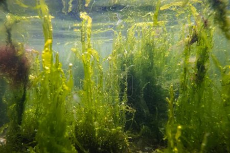 algues vertes fourrés ulva poussent sur coquina pierre, réflexion de surface de l'eau, riche biodiversité littorale sous l'eau, riche en oxygène biotope d'eau salée de faible salinité, réfraction du verre, mauvaise visibilité