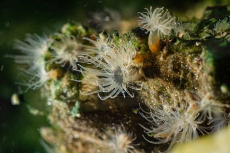 Photo for Diadumene lineata sea anemone, invasive alien sea predator macro, polyp move tentacle to catch plankton in water flow, Black Sea littoral zone, saltwater marine biotope nano aquarium, blue LED light - Royalty Free Image