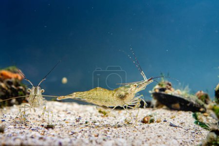 Photo for Rockpool shrimp, invasive transparent saltwater decapod crustacean search food with pereiopod and antenna, sponge and green algae on stone background, Black Sea littoral zone, marine biotope aquarium - Royalty Free Image