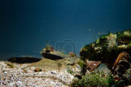 Photo for Rockpool shrimp, transparent invasive saltwater crustacean search food with pereiopod and antenna, sponge and green algae on stone background, Black Sea littoral zone biotope aquarium, blue LED light - Royalty Free Image