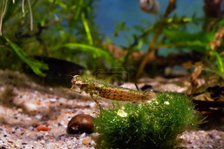 larve de libellule avant la mue, aquarium européen de biotopes tempérés du sud de la rivière Buh, espèces d'eau douce omnivores pour débutants, végétation aquatique d'algues cladophora, macro-conception plantée