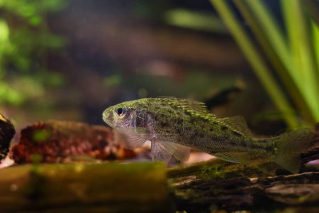 captive Eurasian ruffe, aggressive wild freshwater fish, coldwater omnivore, driftwood, leaf litter and yellow water lily vegetation in European river biotope aquarium, LED low light, shallow dof