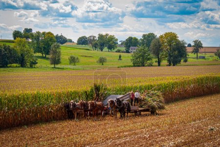 Téléchargez les photos : A View of Amish Harvesting There Corn Using Six Horses and Three Men as it was Done Years Ago on a Sunny Fall Day - en image libre de droit