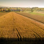Drone View of a Field of Corn Ready for Harvesting on an Early Morning Sunrise on an Autumn Day