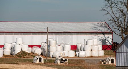 Foto de A View of Calves and Wrap Animal Feed, that looks like Marshmallows, on a Farm on a Sunny Day - Imagen libre de derechos