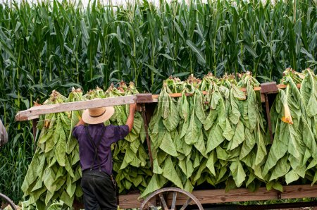 Foto de A View of an Amish Man Putting Harvested Tobacco on a Wagon to Bring To Barn for Drying on a Sunny Summer Day. - Imagen libre de derechos
