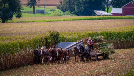 Foto de Una vista de la cosecha de Amish allí Maíz usando seis caballos y tres hombres como se hizo hace años en un día soleado de otoño - Imagen libre de derechos