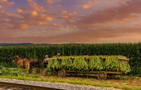 Téléchargez les photos : A View of an Amish Man Putting Harvested Tobacco on a Wagon to Bring To Barn for Drying on a Sunny Summer Day. - en image libre de droit