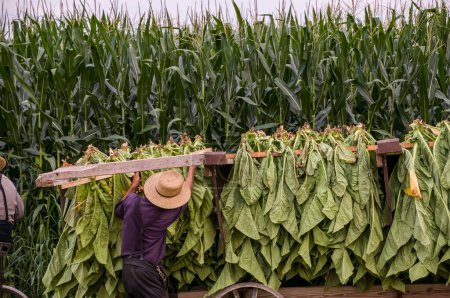 A View of an Amish Man Putting Harvested Tobacco on a Wagon to Bring To Barn for Drying on a Sunny Summer Day.