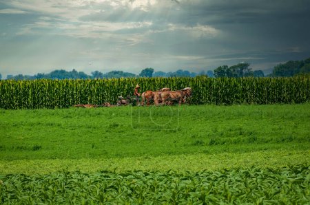 Vista de un agricultor amish usando cuatro caballos para cortar alfalfa para cosechar en un día soleado de verano