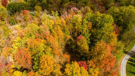 Luftaufnahme eines bunten Herbstwaldes an einem sonnigen Herbsttag