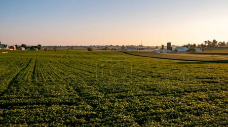 Goldenes Dämmerlicht bedeckt ein üppiges Sojabohnenfeld mit Bauernhäusern und Silos in der Ferne, perfekt für Themen wie nachhaltige Landwirtschaft, ländliche Schönheit und Erntezeit..