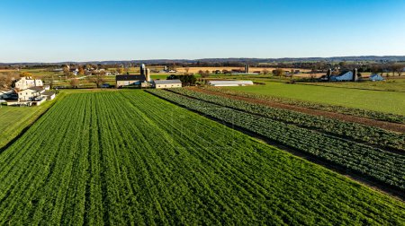 La lumière du soleil doré baigne une ferme avec des champs verts animés, offrant une image pittoresque parfaite pour les thèmes de l'agriculture et de la vie à la campagne.