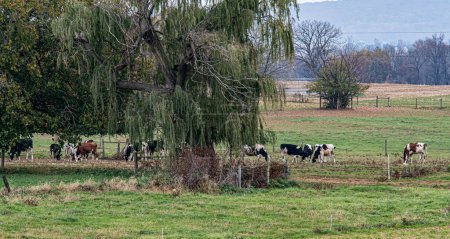 Friedliche Szene einer Rinderherde, die auf einer ländlichen Weide weidet, eingerahmt von einer großen alten Weide, mit weit entfernten Hügeln und Ackerland im Hintergrund.
