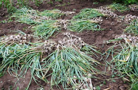 Fresh garlic bulbs with stalks, placed on the levels to dry