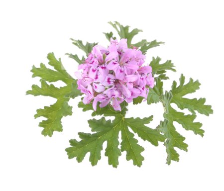 Close up of a flower of Rose Geranium or Pelargonium Graveolens  with fresh scented  leaves isolated on white background. 