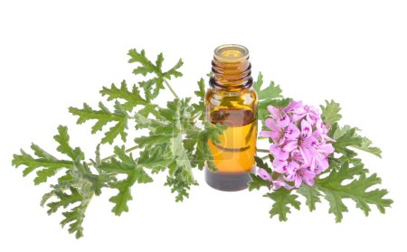 Rose Geranium essential oil in dark glass bottle with fresh scented  leaves isolated on white background. 