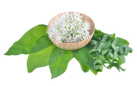 Heilpflanze Bärlauch - Allium ursinum. Knoblauch hat grüne Blätter und weiße Blüten, auf isoliertem weißen Hintergrund