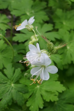 Photo for Geranium macrorrhizum, an undemanding, ornamental plant. The white flowers are enchanting and provide an incredible charm in every garden. Popular flowers for parks and gardens - Royalty Free Image