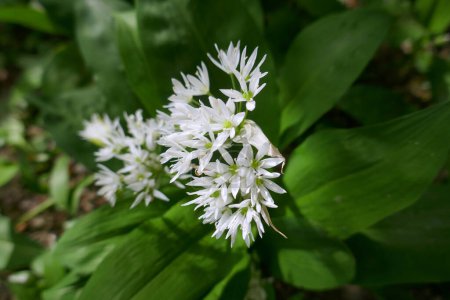 Heilpflanze Bärlauch - Allium ursinum. Knoblauch hat grüne Blätter und weiße Blüten.